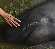 Indonezijos pelkėtoje pakrantėje rasta pora negyvų banginių