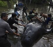Indonezijos pelkėtoje pakrantėje rasta pora negyvų banginių