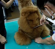 Taivane populiarėja ypatingai apkirpti naminiai gyvūnai