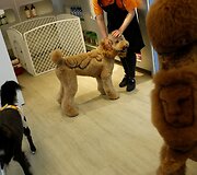 Taivane populiarėja ypatingai apkirpti naminiai gyvūnai