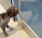 Taivane populiarėja ypatingai apkirpti naminiai gyvūnai