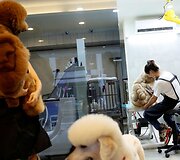 Taivane populiarėja ypatingai apkirpti naminiai gyvūnai