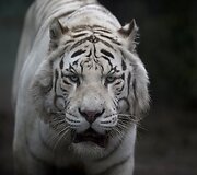 Buenos Airėse uždaromas zoologijos sodas