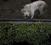 Buenos Airėse uždaromas zoologijos sodas