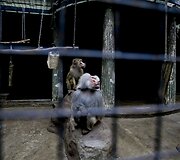 Buenos Airėse uždaromas zoologijos sodas