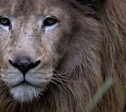 Buenos Airėse uždaromas zoologijos sodas