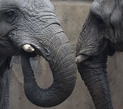 Buenos Airėse uždaromas zoologijos sodas