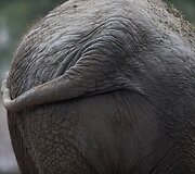 Buenos Airėse uždaromas zoologijos sodas