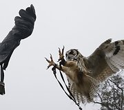 Buenos Airėse uždaromas zoologijos sodas