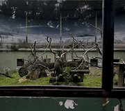 Buenos Airėse uždaromas zoologijos sodas