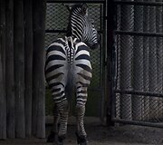 Buenos Airėse uždaromas zoologijos sodas