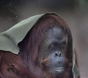 Buenos Airėse uždaromas zoologijos sodas