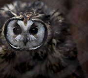 Buenos Airėse uždaromas zoologijos sodas