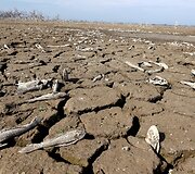 Dėl sausros Paragvajuje i&scaron;džiuvusi upė