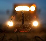 Kombainas Rusijos kviečių lauke