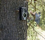 Pauk&scaron;čių lesyklėlė-fotoaparatas