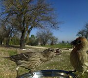 Pauk&scaron;čių lesyklėlė-fotoaparatas