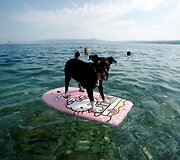 Kroatijoje įkurtas specialus paplūdimys poilsiautojams su &scaron;unimis