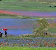 Turistus traukia kasmet Italijos Umbrijos regiono laukuose pražystančios laukinės gėlės
