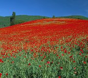 Turistus traukia kasmet Italijos Umbrijos regiono laukuose pražystančios laukinės gėlės