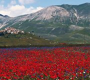 Turistus traukia kasmet Italijos Umbrijos regiono laukuose pražystančios laukinės gėlės