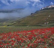 Turistus traukia kasmet Italijos Umbrijos regiono laukuose pražystančios laukinės gėlės
