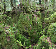 Senovinė giria &bdquo;Puzzlewood&ldquo; Didžiojoje Britanijoje &ndash; viena i&scaron; įkvėpimų &bdquo;Žiedų valdovo&ldquo; trilogijoje