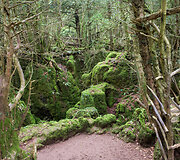 Senovinė giria &bdquo;Puzzlewood&ldquo; Didžiojoje Britanijoje &ndash; viena i&scaron; įkvėpimų &bdquo;Žiedų valdovo&ldquo; trilogijoje