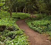 Senovinė giria &bdquo;Puzzlewood&ldquo; Didžiojoje Britanijoje &ndash; viena i&scaron; įkvėpimų &bdquo;Žiedų valdovo&ldquo; trilogijoje