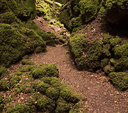 Senovinė giria &bdquo;Puzzlewood&ldquo; Didžiojoje Britanijoje &ndash; viena i&scaron; įkvėpimų &bdquo;Žiedų valdovo&ldquo; trilogijoje
