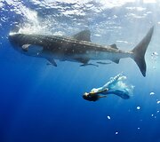 Mėgstančio nardyti modelio povandeninė fotosesija Bahamose