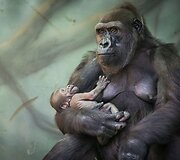 Gorila su jaunikliu Rusijos zoologijos sode
