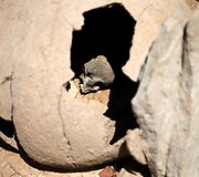Archeologinių kasinėjimų metu Atėnų kapinėse rasti grandinėmis surakinti žmonių skeletai 