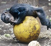 &Scaron;impanzė žaidžia Vokietijos zoologijos sode