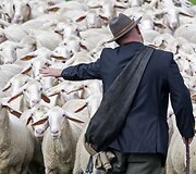 Avis ganantis vyras Vokietijoje