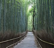 Sagano bambukų mi&scaron;kas Japonijoje
