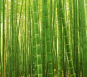 Sagano bambukų mi&scaron;kas Japonijoje