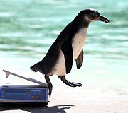 Londono zoologijos sode pasvertas pingvinas nu&scaron;oka nuo svarstyklių