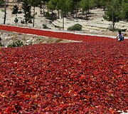 Džiovinami a&scaron;trieji pipirai Turkijoje