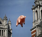Kiaulė-balionas Londone reklamuojantis &bdquo;Pink Floyd&ldquo; parodą