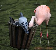 Balandžiai ir flamingas geria vandenį Vokietijos zoologijos sode
