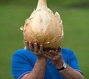 Ūkininkas, užauginęs sunkiausią svogūną, pozuoja su 7 kg sveriančia daržove