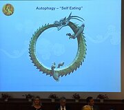 Nobelio apdovanojimų vertinimo komisija skelbia medicinos premijos laureatą