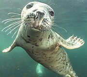 Naro užfiksuotas itin fotogeni&scaron;kas ruonis prie Didžiosios Britanijos krantų