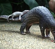 Skujuotis ant uodegos ne&scaron;antis savo jauniklį Indonezijos zoologijos sode
