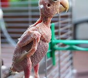 Mergina priglaudė dėl ligos plunksnų netekusią papūgą
