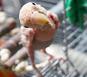 Mergina priglaudė dėl ligos plunksnų netekusią papūgą