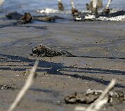 Vandens likučiuose bando i&scaron;gyventi kapibaros ir kaimanai