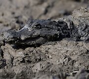 Vandens likučiuose bando i&scaron;gyventi kapibaros ir kaimanai