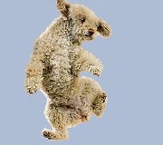 Fotografės Julia Christe knygos &bdquo;Dogs&ldquo; skraidančio &scaron;uns portretas